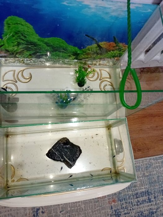 аквариум 3 үлкен балық  7  баласымен малонезий аты