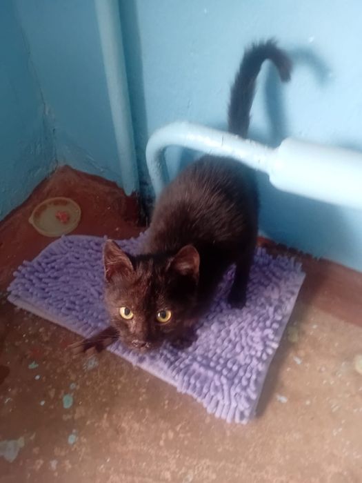 Котенок ,месяца 3 ,мальчик