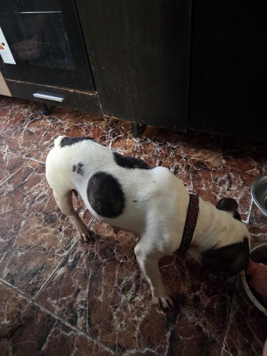 Vănd cătelusă Buldog Francez