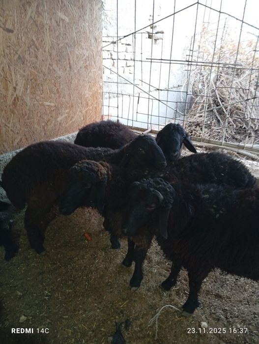 Кучкорлар сотилади тезда семиз сифатли йош хурон чиройли!