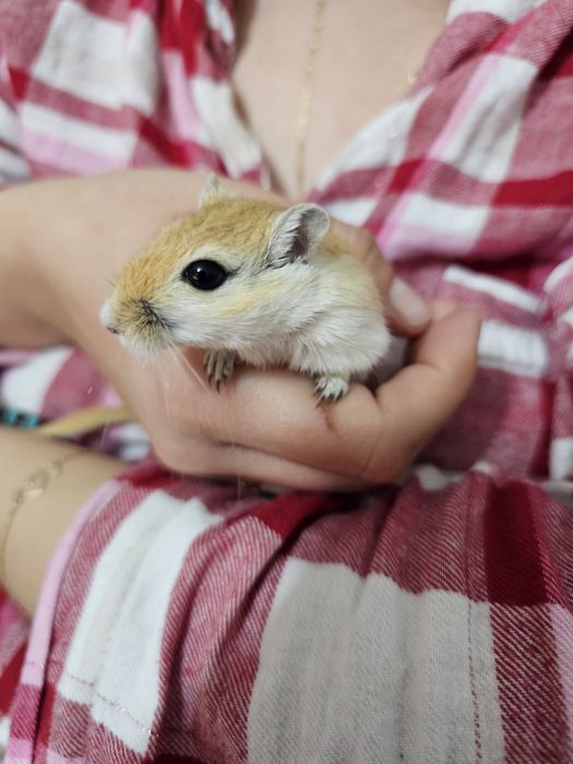 Pereche de gerbili – 3 luni, foarte activi și prietenoși