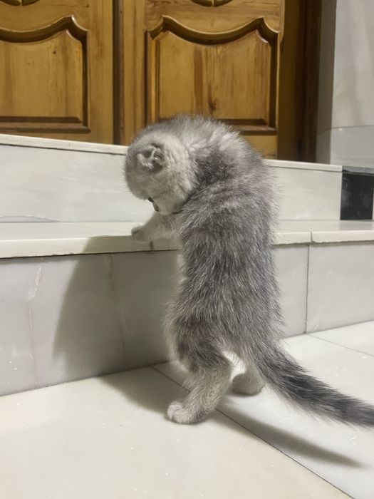 Skotish fold скоттиш фолд шиншилла