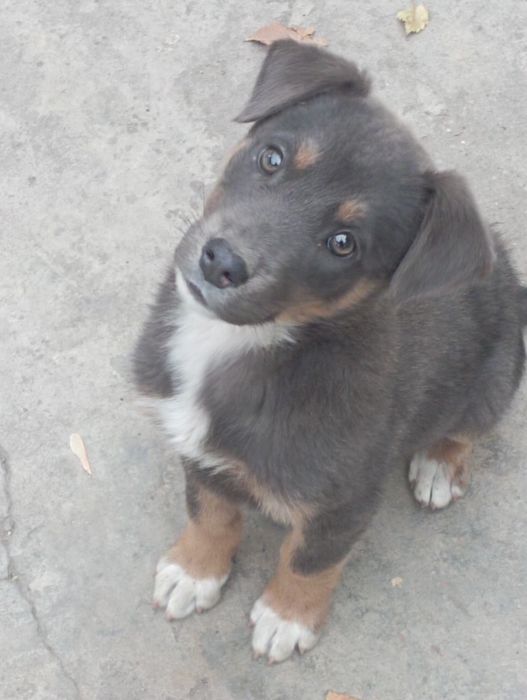 Щенок звонок для дома