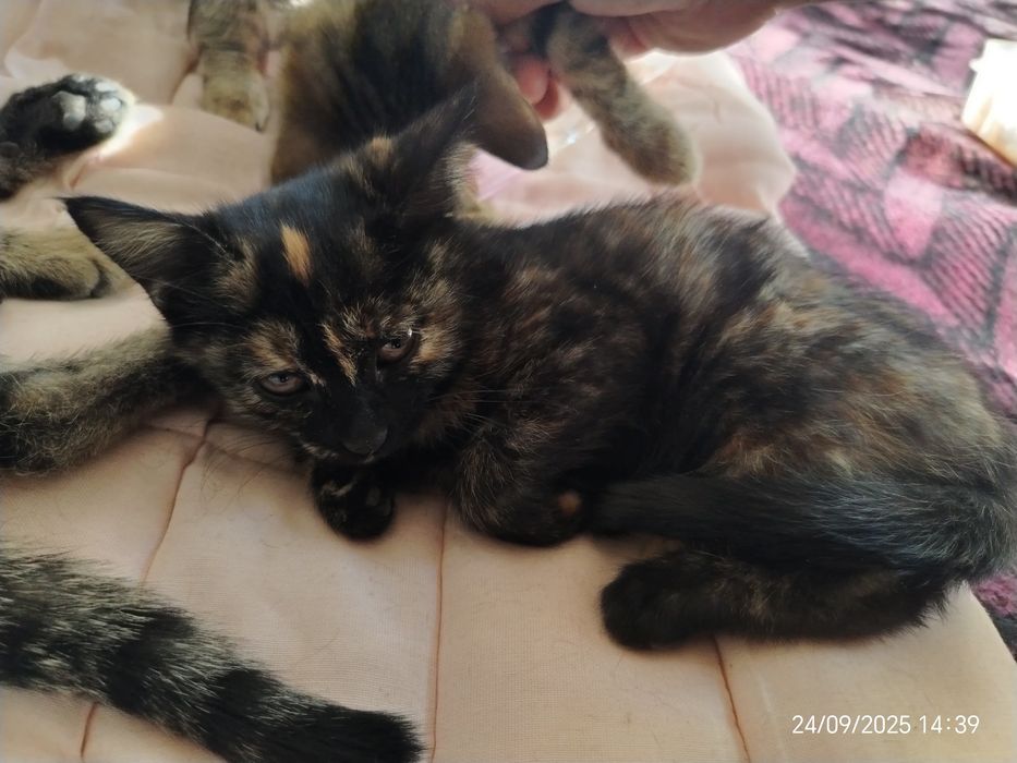 Sog'lom mushukchalar