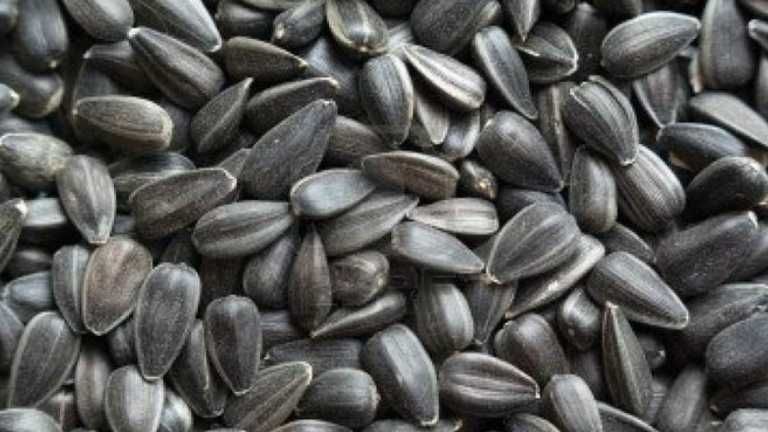 vand floarea soarelui