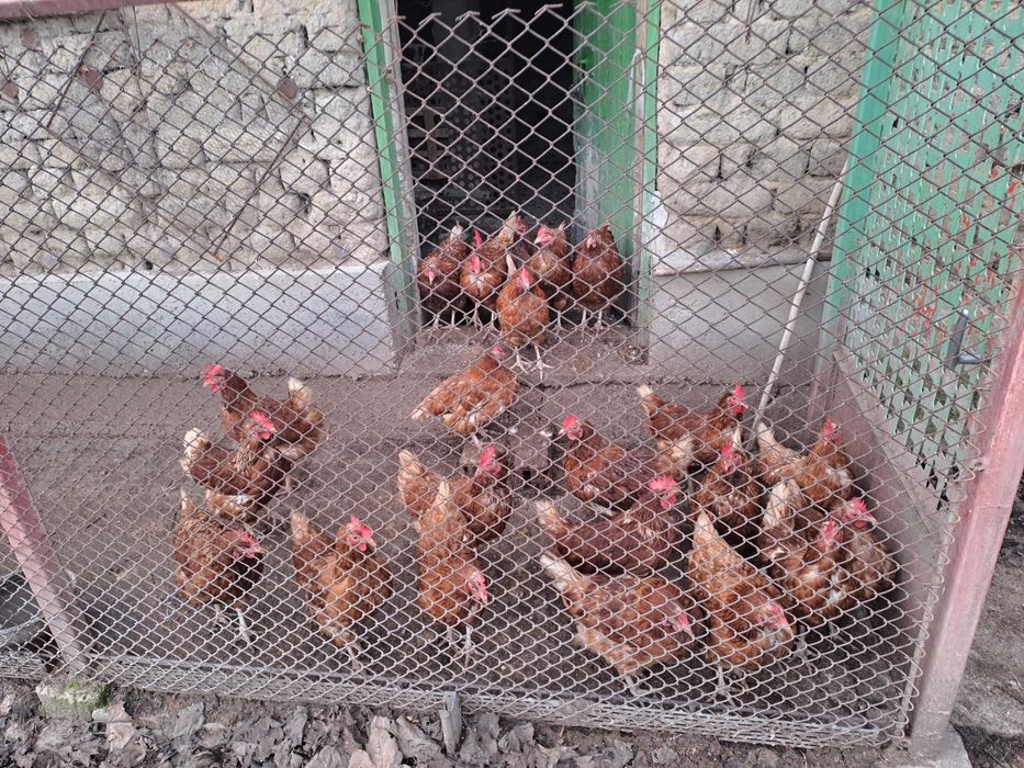 Кокошки носачки Ломан Браун