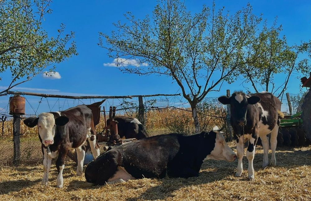 Vând vițel și vițea