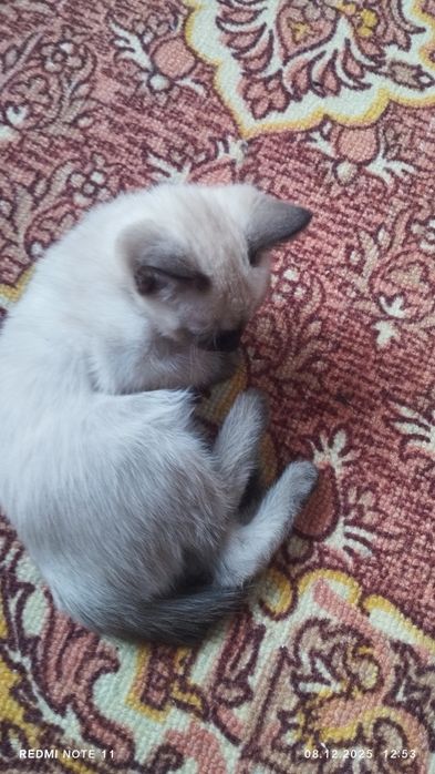 Отдам двух девочек