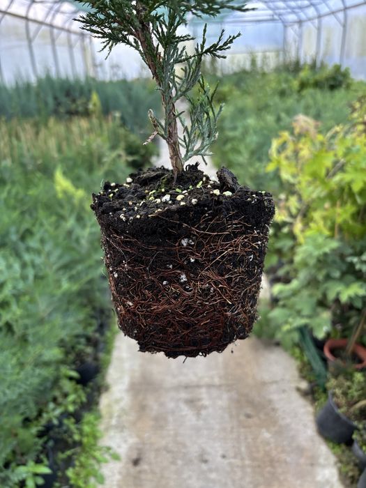 Chiparos Leylandii gard viu