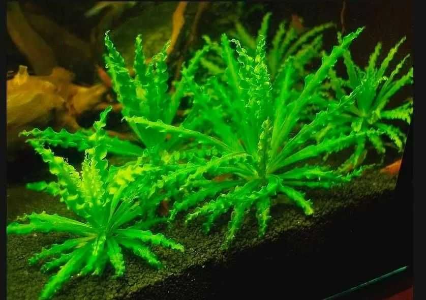 Аквариумное растение Погостемон Хелфера