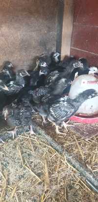 Pui australorp wyandote si playmont