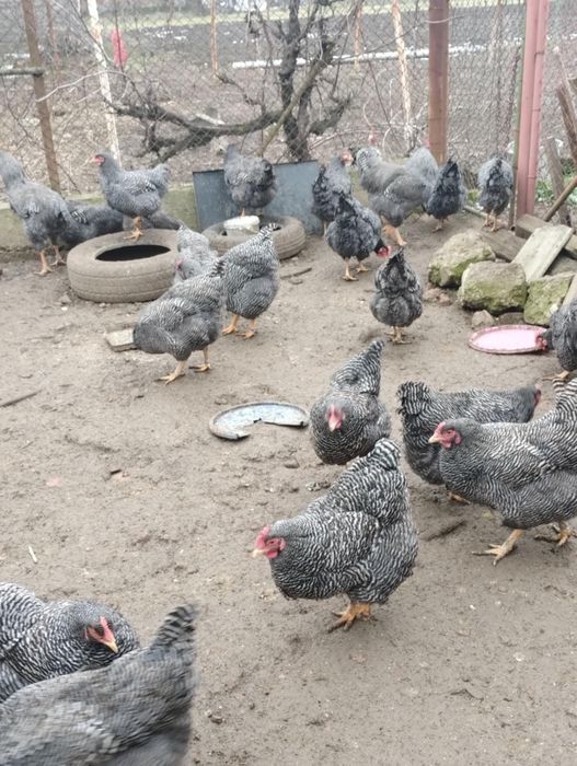 Vand plymouth rock barat