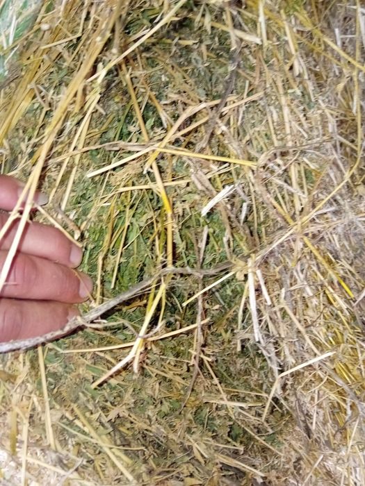 Baloți de lucerna,producție 2025