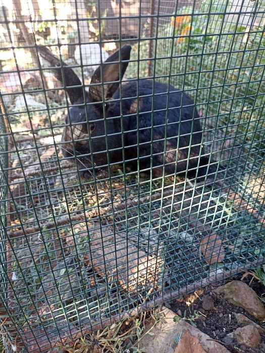 Vând Iepure de rasă