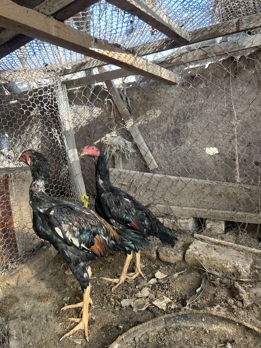 Зоти Яхши жужала сотилади