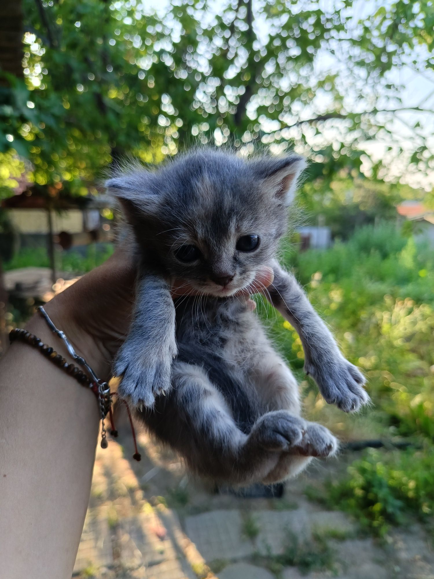 Подарявам котенца