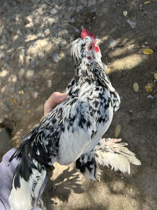 Gainușe si cocoși de munte