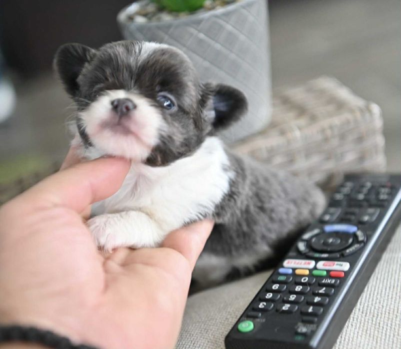 Женско мини чихуахуа бяло синьо