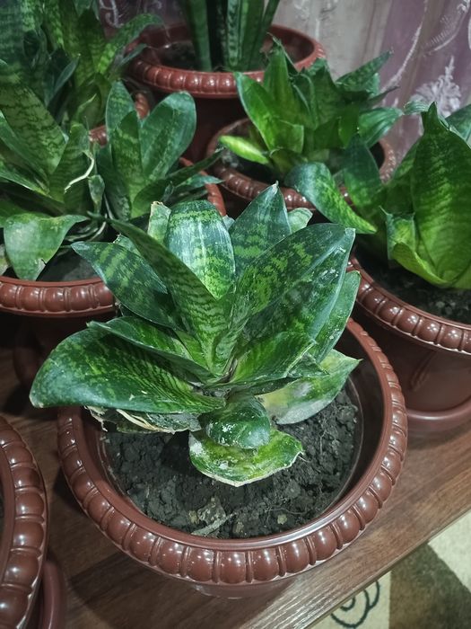 Gullar sotiladi uyda yetishtirilgan