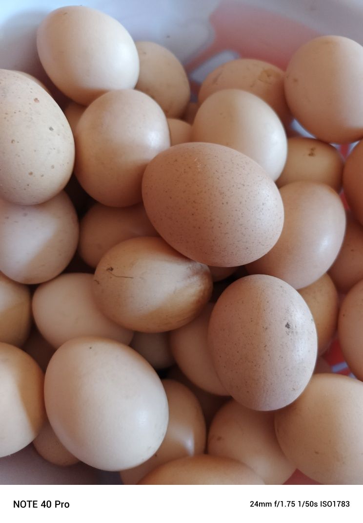Brama tuxumlari sotiladi