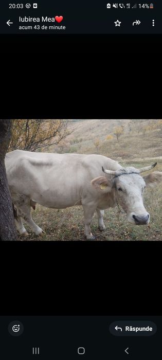 Vacă tânără de 5 vitei