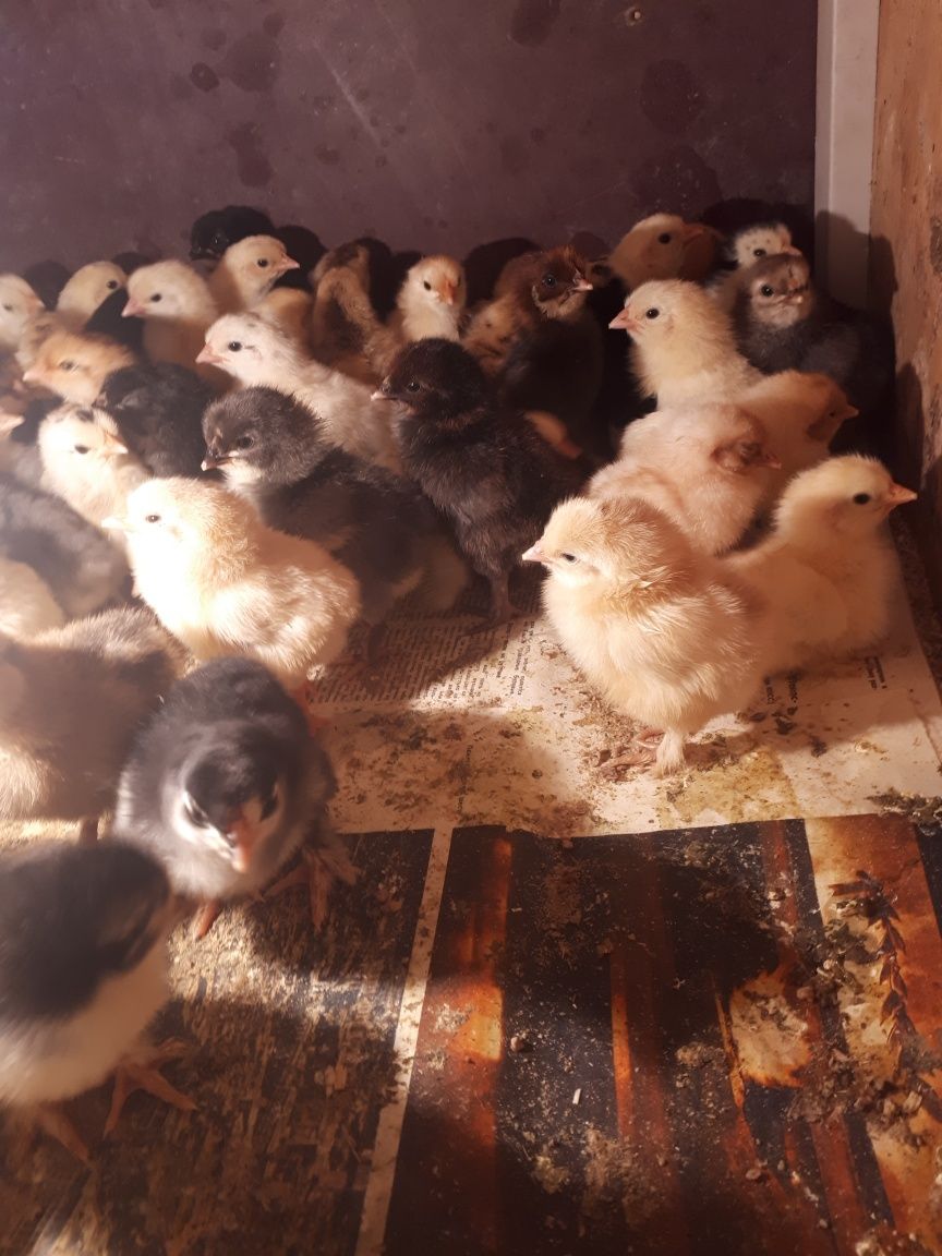 Продам цыплят ломан браун несушки Цыплята домашние порода разные звони