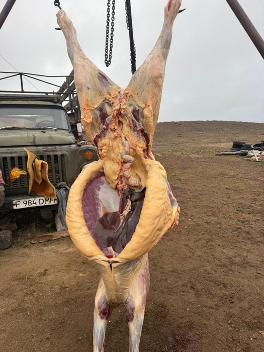 Продам согым конину молодняк