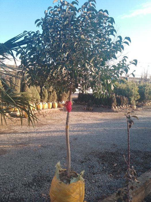 Хар хил турдаги АРЧАЛАР