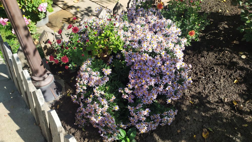 Астра альпийская