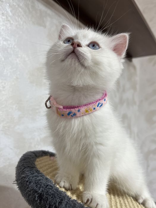 British shorthair shadedpoint