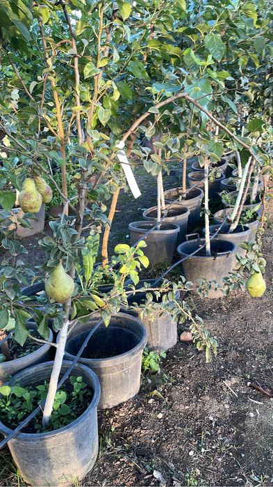 Pomi fructiferi !Pe rod !