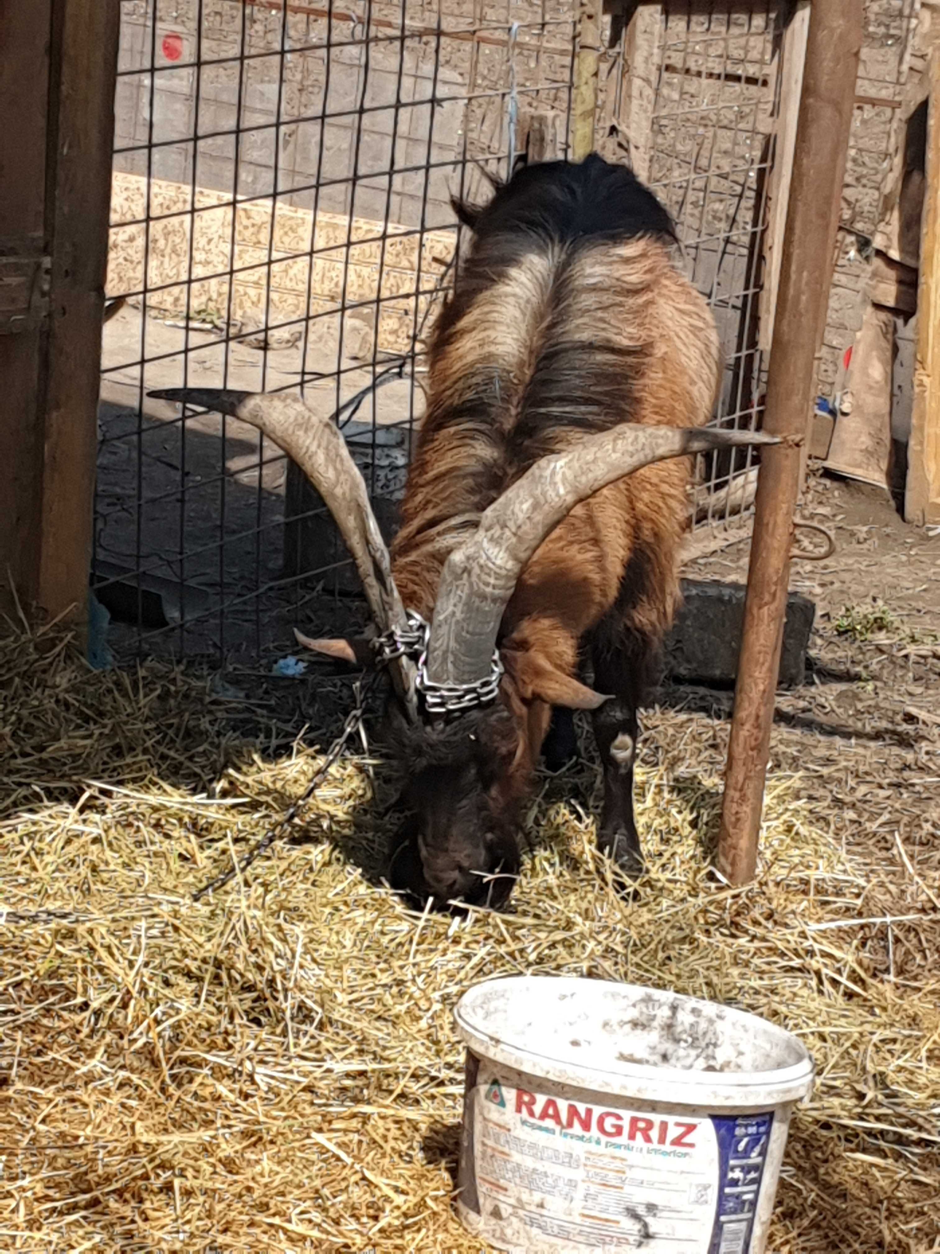 Vând Țap Alpin Francez