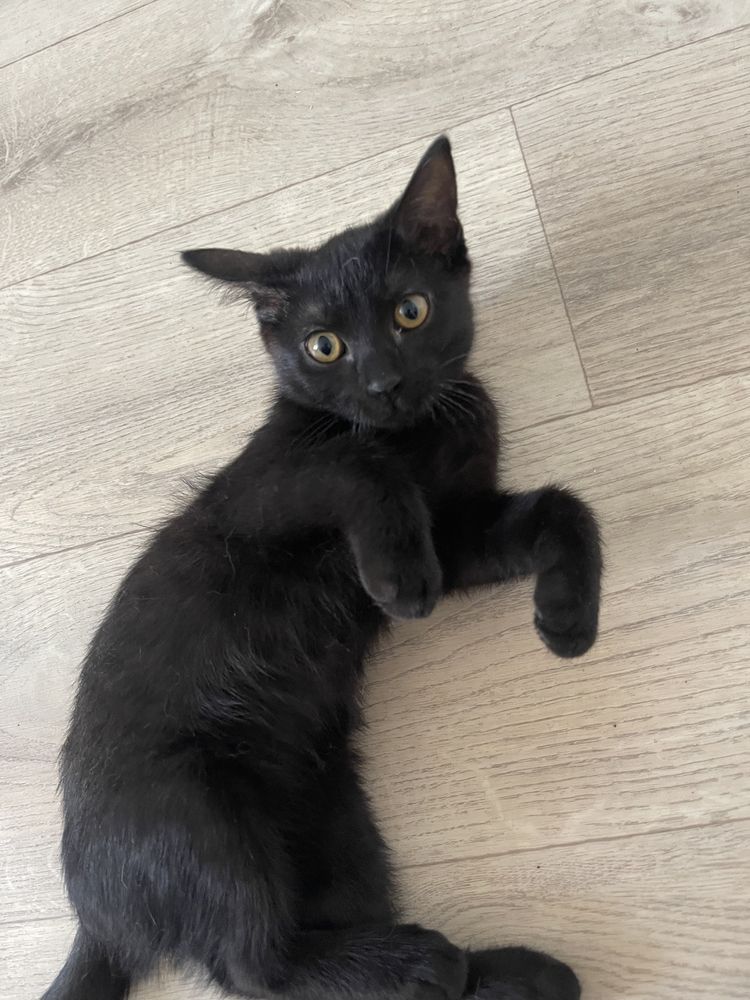 Котенок вислоухий шотладские