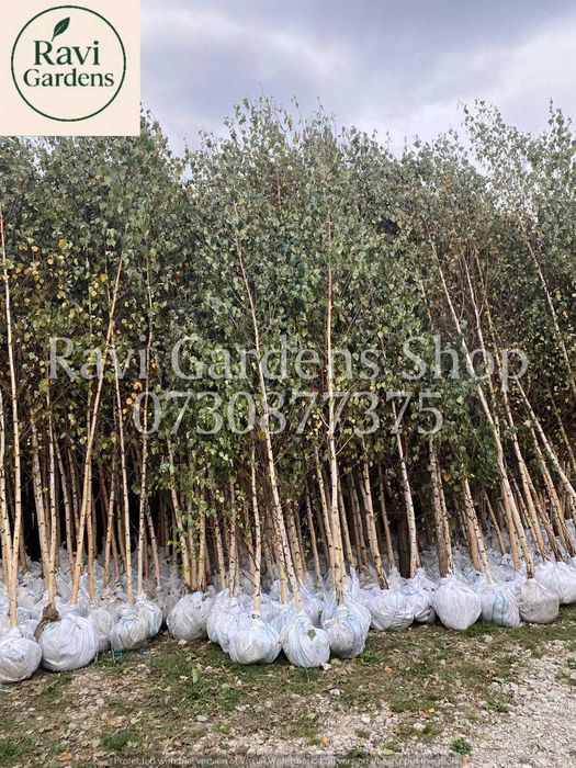 Copaci Foioși La Balot | Carpen, Mesteacăn | Plata la Livrare