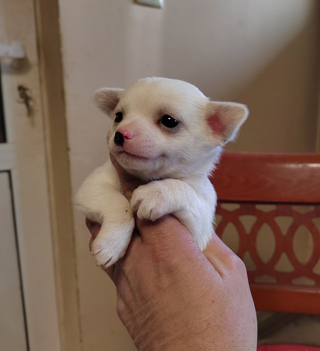 Чихуахуа мини  чихуа