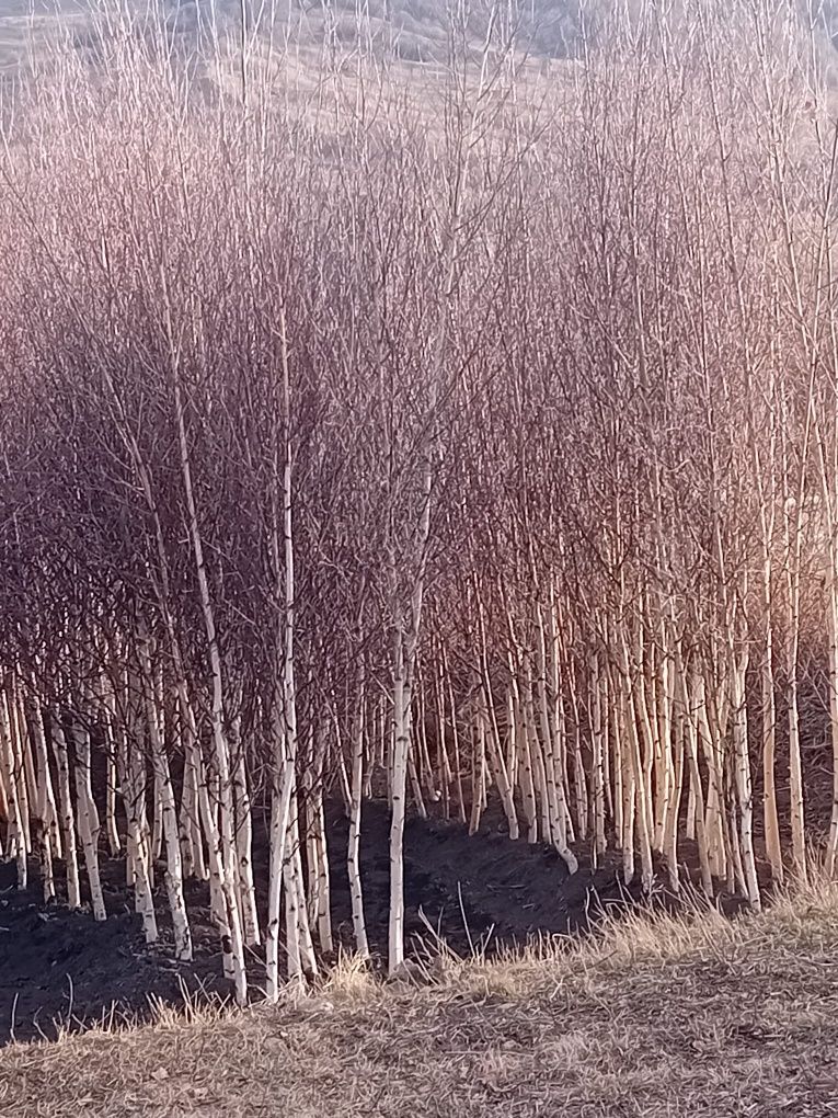 Vând mesteacăn alb ornamental