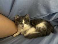 Котенок даром в добрые руки