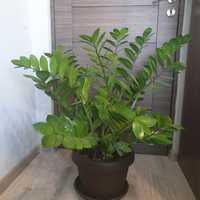 Plantă decorativă Zamioculcas