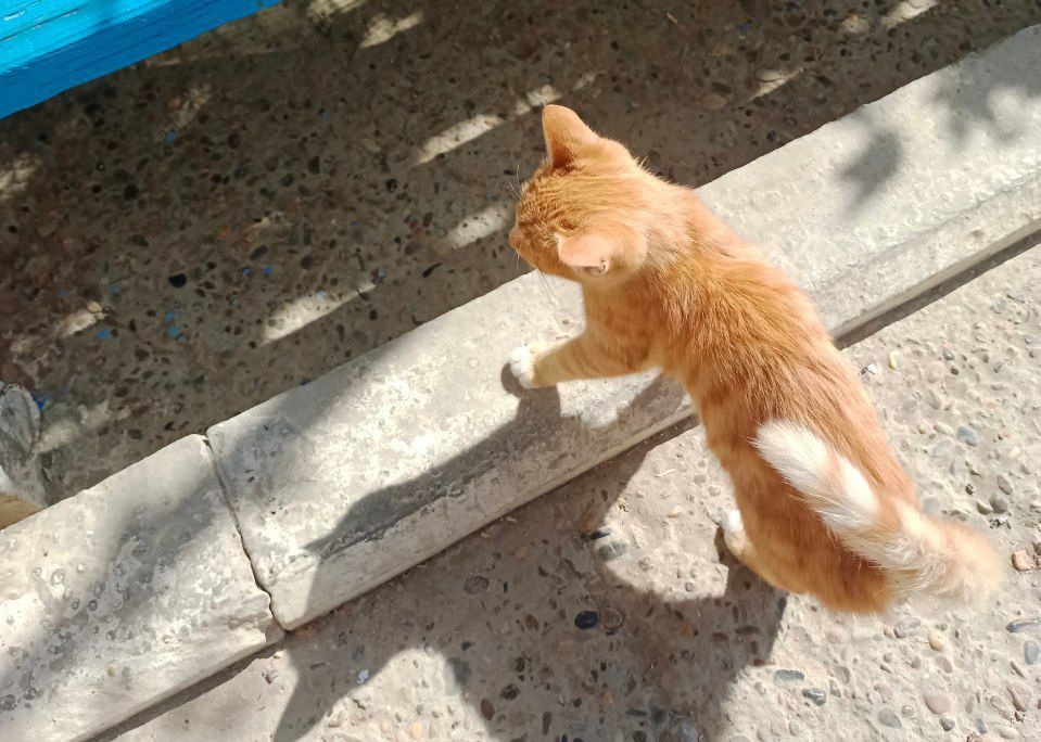 Котята,3мес.мальчики-рыжие