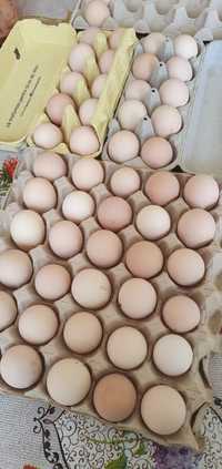 Ouă Australorp ,pentru incubat..