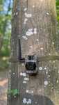 Camera vanatoare Forestvision live Alpha 4G cu GPS si transmitere libe