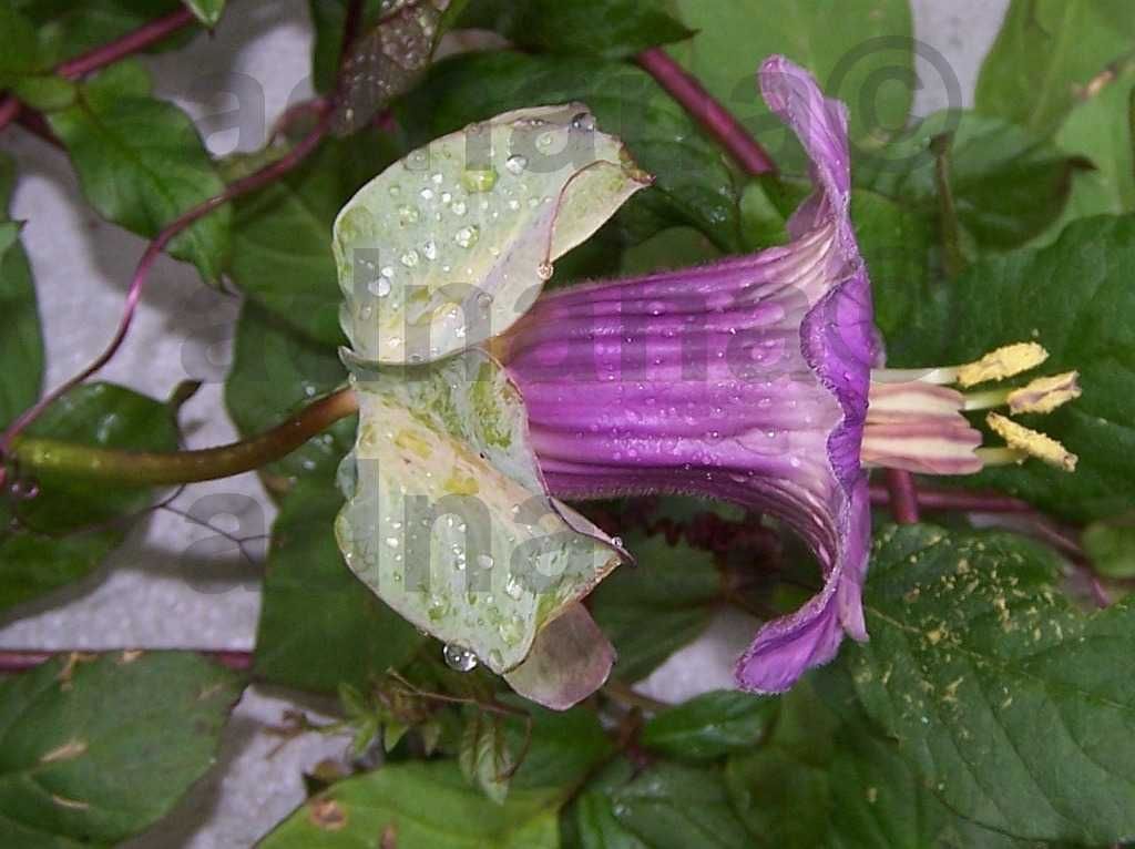 Plic 20 seminte Cobea alb violet  - Cobaea scandens purple / white