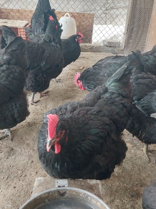 Куры и петухи черные