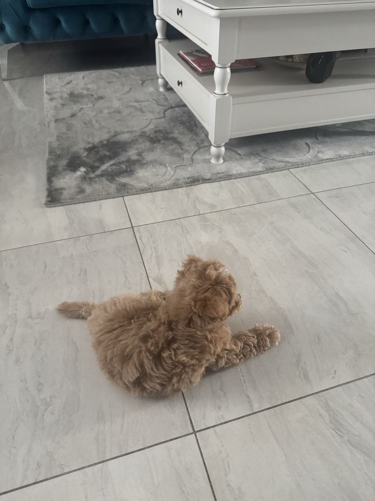Vand băiețel maltipoo mini toy