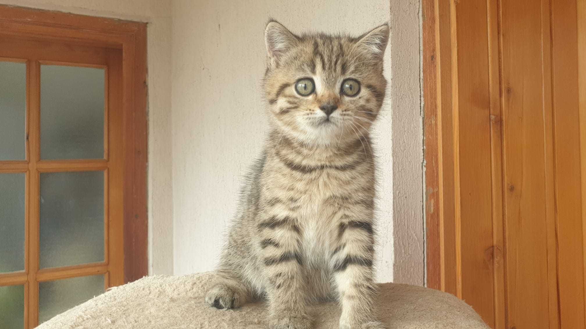 British shorthair Tabby