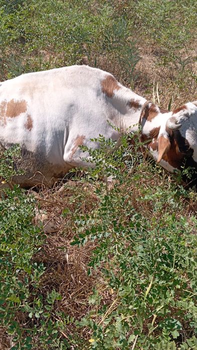 Вынужденый забой