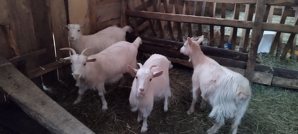 Iede carpatine de vanzare