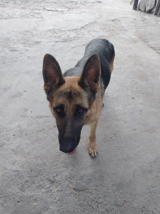 Овчарка немецкая