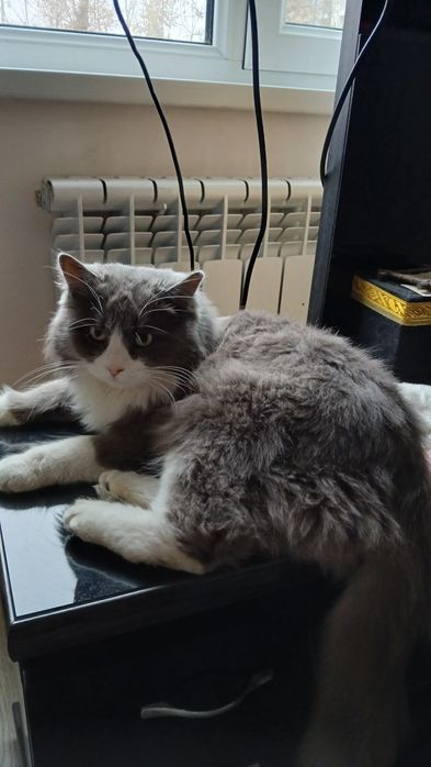 Кошки Животные Кошки