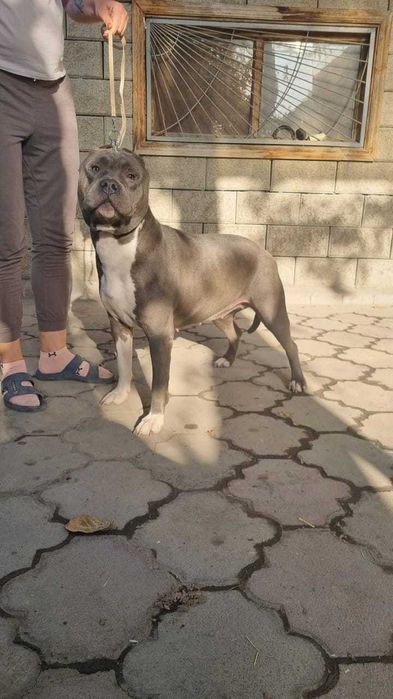 Продам суку питбуля